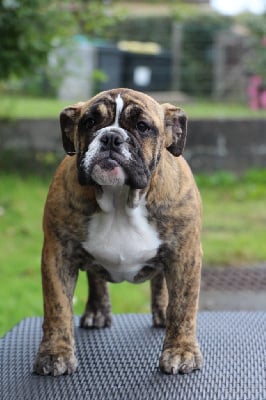 Les chiots de Bulldog Anglais