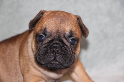 Les chiots de Bouledogue français