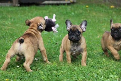 Les chiots de Bouledogue français