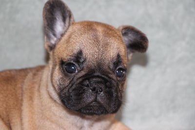 Les chiots de Bouledogue français