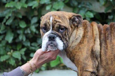 Les chiots de Bulldog Anglais