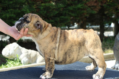 Les chiots de Bulldog Anglais