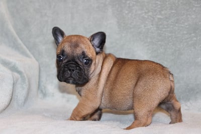 Les chiots de Bouledogue français