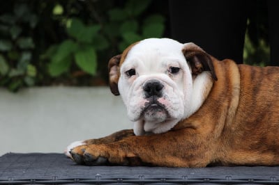 Les chiots de Bulldog Anglais