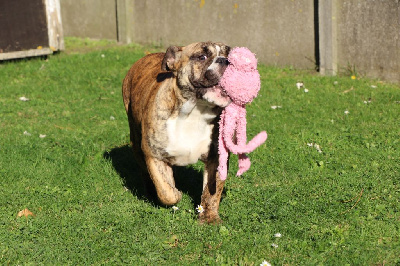 Les chiots de Bulldog Anglais