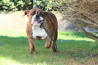 Les chiots de Bulldog Anglais