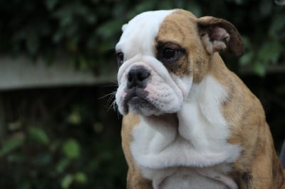 Les chiots de Bulldog Anglais