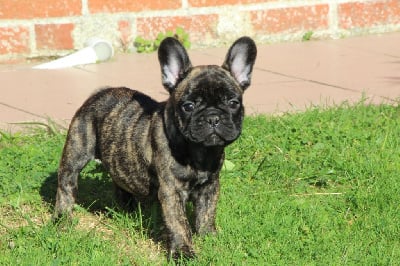 Les chiots de Bouledogue français