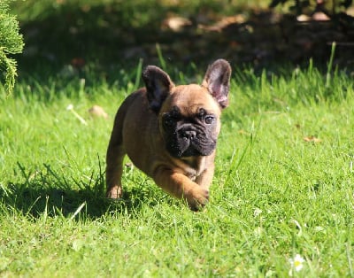 Les chiots de Bouledogue français