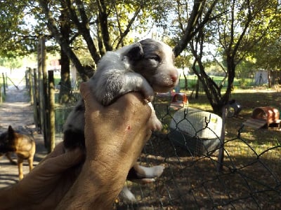 Les chiots de Berger Australien