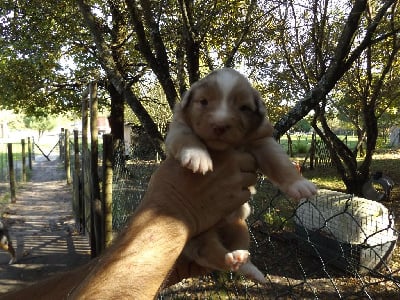 Les chiots de Berger Australien