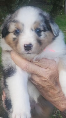 Les chiots de Berger Australien