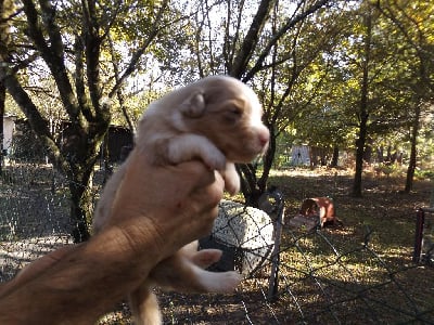 Les chiots de Berger Australien