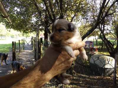 Les chiots de Berger Australien