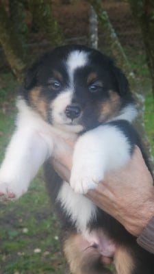 Les chiots de Berger Australien