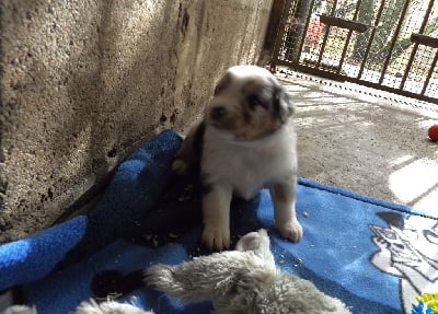 Les chiots de Berger Australien