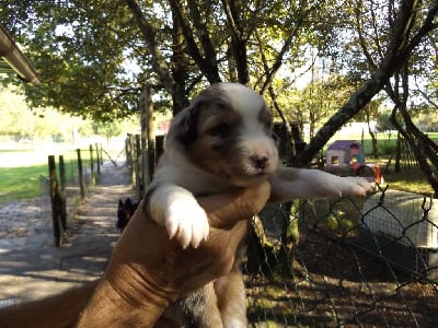 Les chiots de Berger Australien