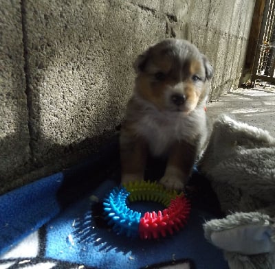 Les chiots de Berger Australien