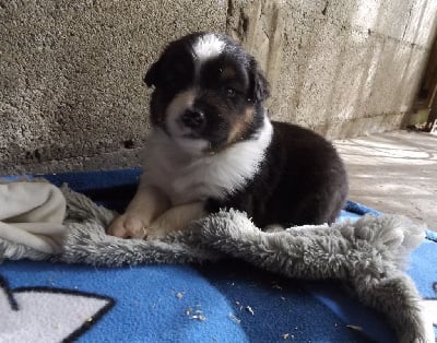 Les chiots de Berger Australien