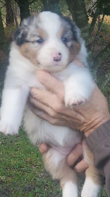 Les chiots de Berger Australien