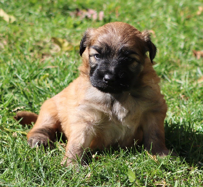 Les chiots de Berger des Pyrenees à poil long