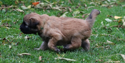 Les chiots de Berger des Pyrenees à poil long