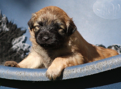 Les chiots de Berger des Pyrenees à poil long