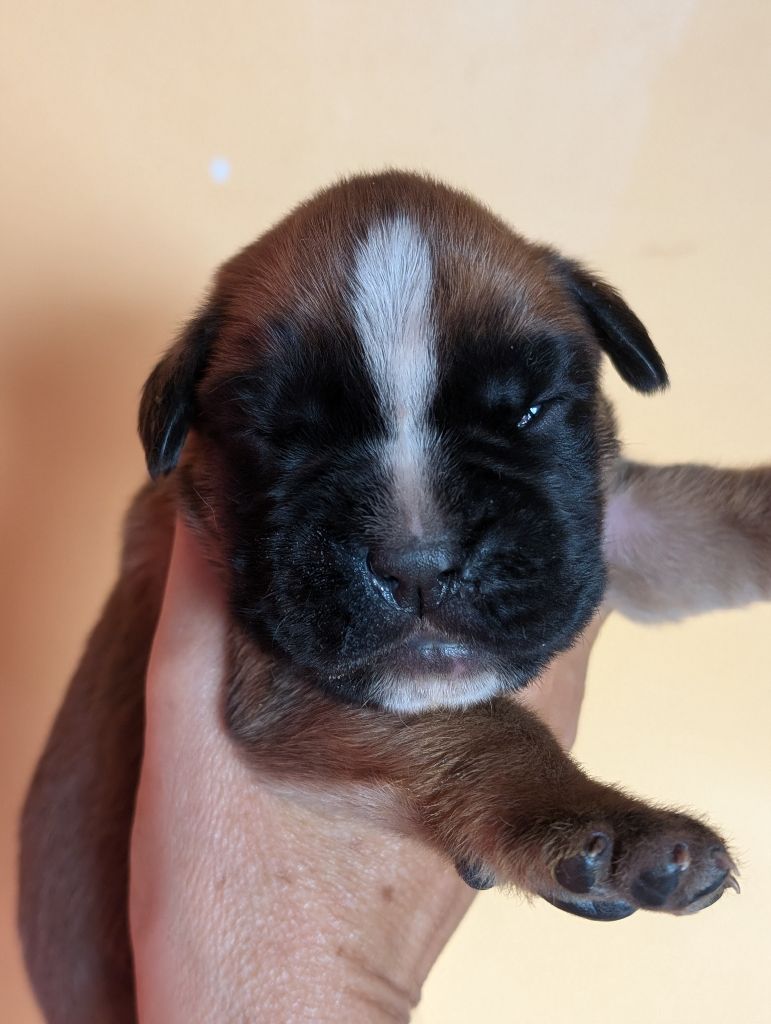 CHIOT 1 - Boxer