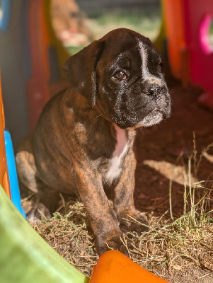 Les chiots de Boxer