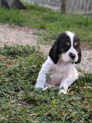 Les chiots de Cocker Spaniel Anglais