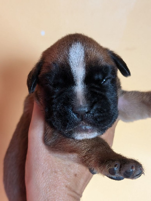 Les chiots de Boxer