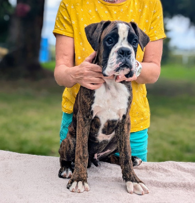 Les chiots de Boxer