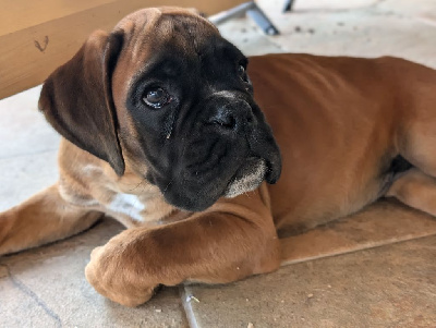 Les chiots de Boxer