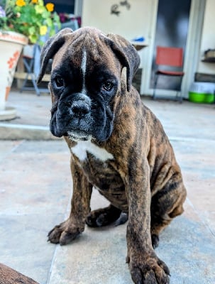 Les chiots de Boxer