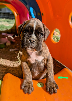 CHIOT 3 collier vert - Boxer