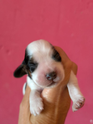 Les chiots de Cocker Spaniel Anglais