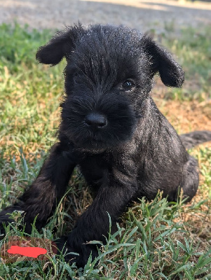 CHIOT 3 collier rouge - Schnauzer miniature