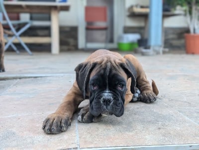 Les chiots de Boxer