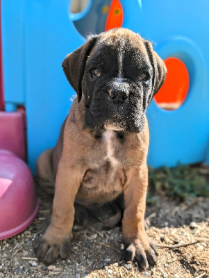 Les chiots de Boxer