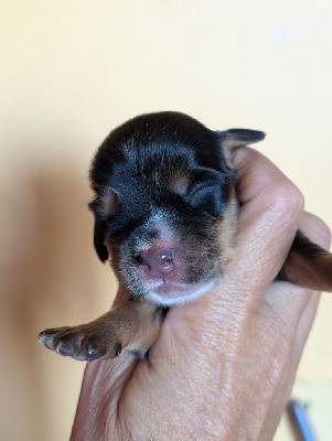 Les chiots de Cocker Spaniel Anglais