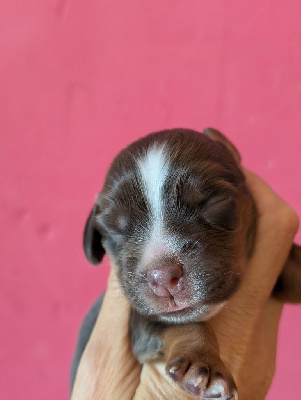 Les chiots de Cocker Spaniel Anglais