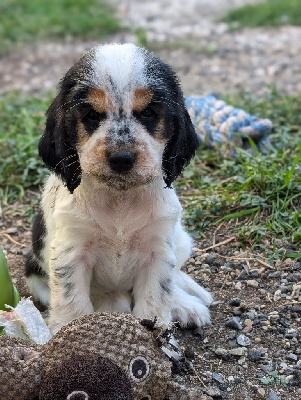 Les chiots de Cocker Spaniel Anglais