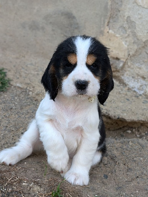 Les chiots de Cocker Spaniel Anglais