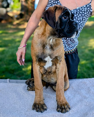 Les chiots de Boxer