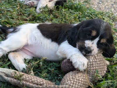 Les chiots de Cocker Spaniel Anglais