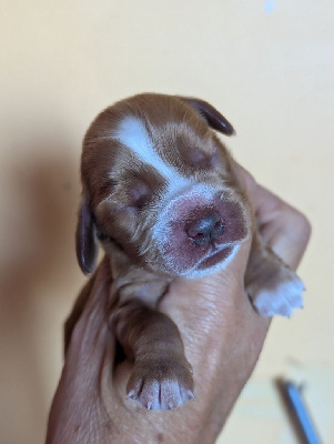 Les chiots de Cocker Spaniel Anglais