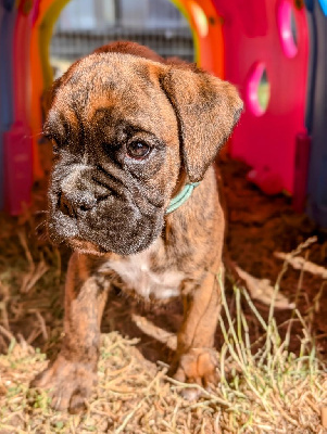 CHIOT 2 collier bleu - Boxer