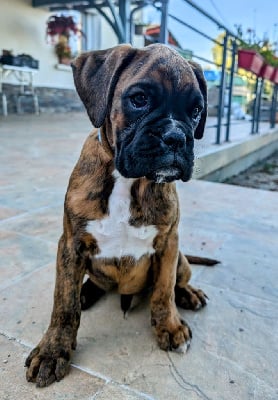 Les chiots de Boxer