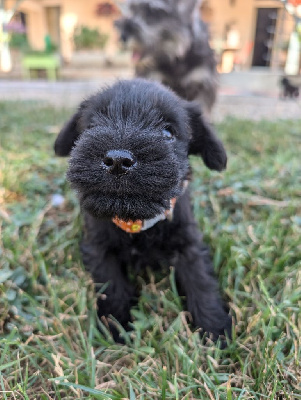 CHIOT 1collier orange - Schnauzer miniature