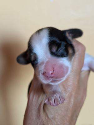 CHIOT 1 - Cocker Spaniel Anglais